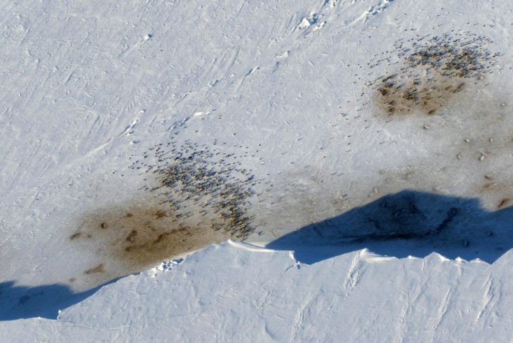 penguins from the air