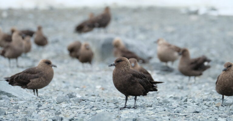 Group of skuas on a rocky beach