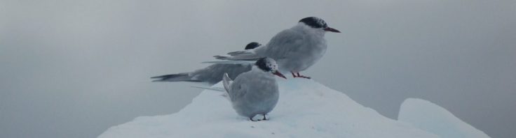 A flock of seagulls standing next to a body of water.