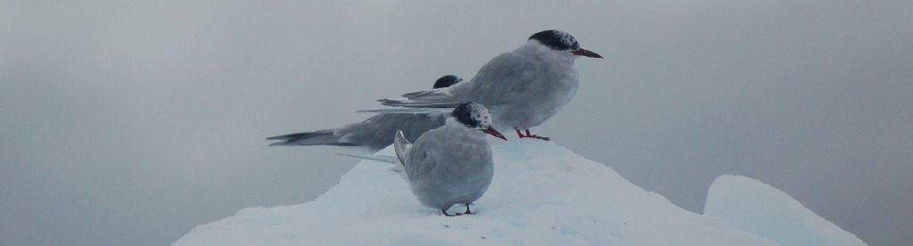 A flock of seagulls standing next to a body of water.