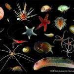 A collection of small marine creatures