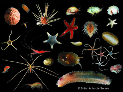 A collection of small marine creatures