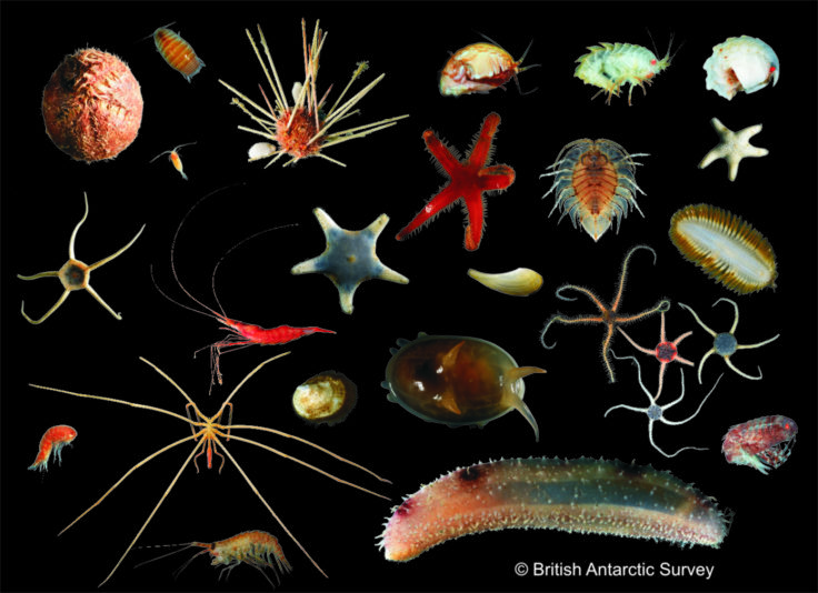 A collection of small marine creatures