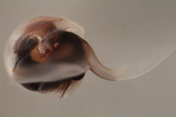 A cat with its mouth open.