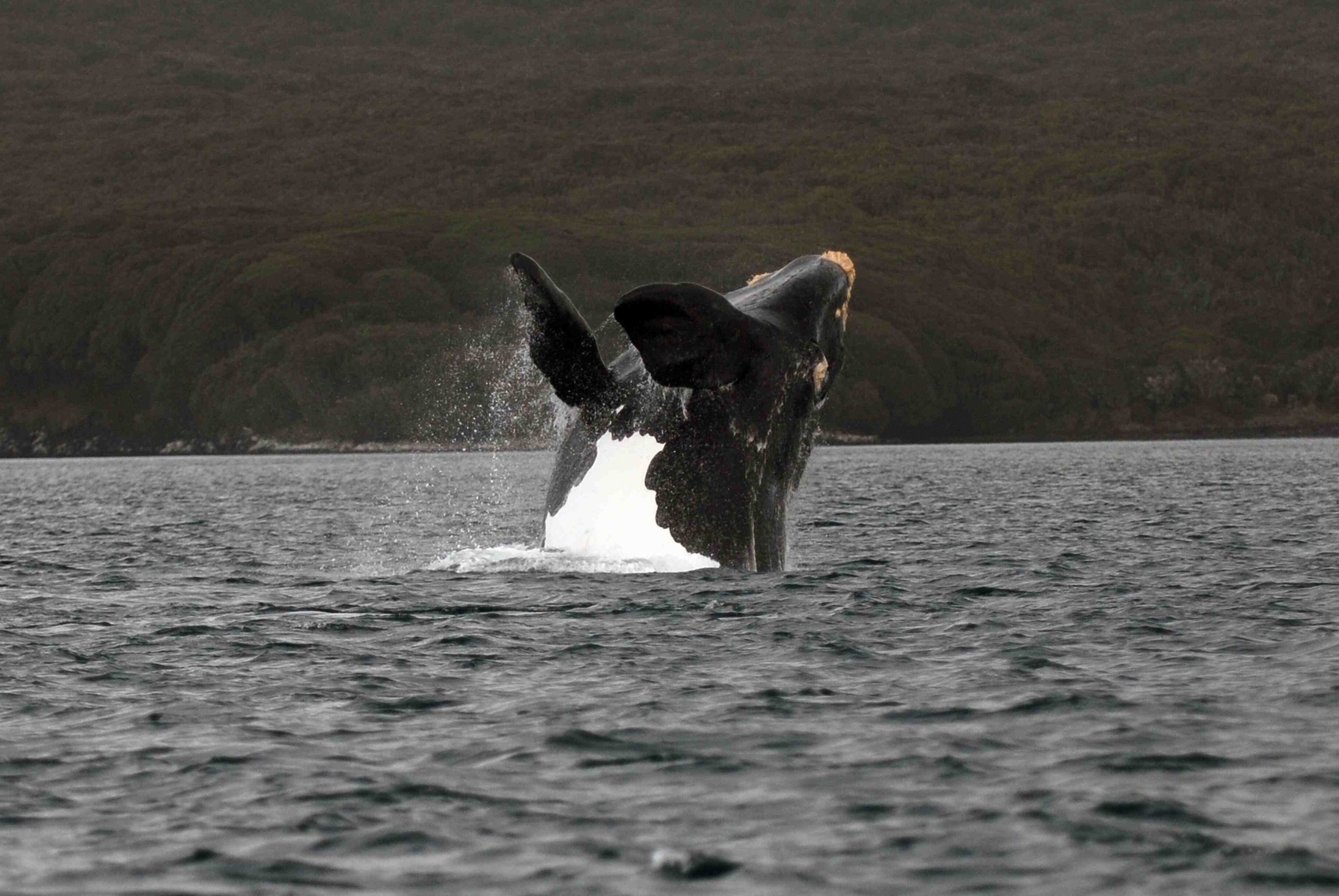 A bird flying over a body of water.