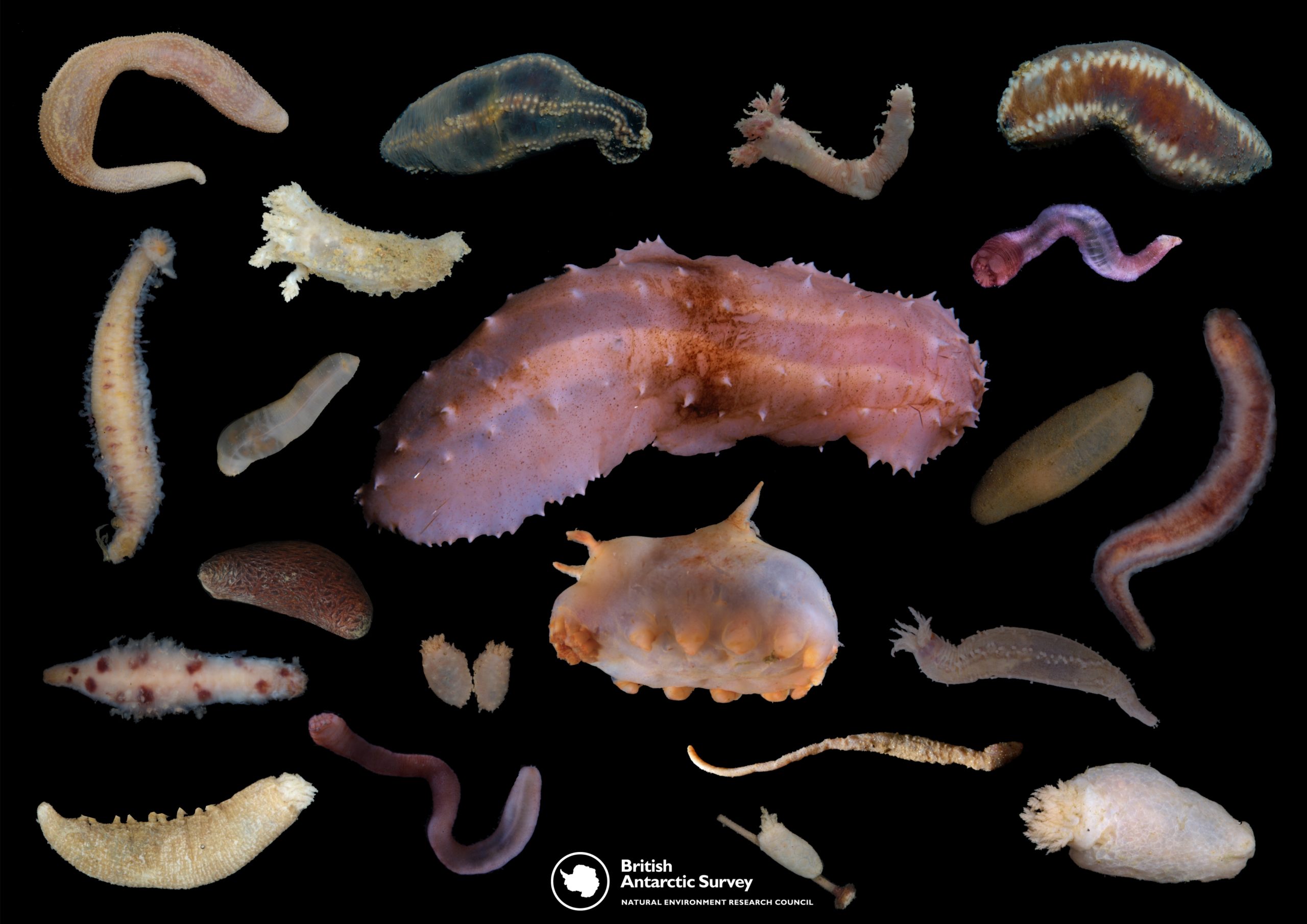 A close up of a coral.