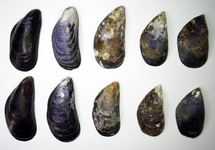 A bunch of different kinds of shells