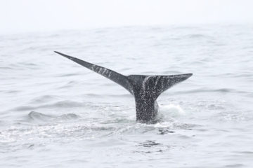 A whale jumping out of the water.