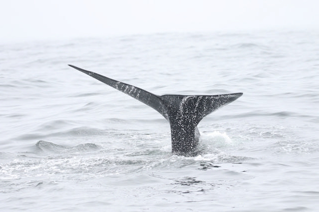 A whale jumping out of the water.