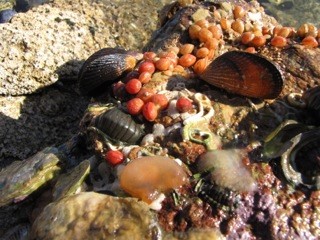 A pile of food sitting on a rock.