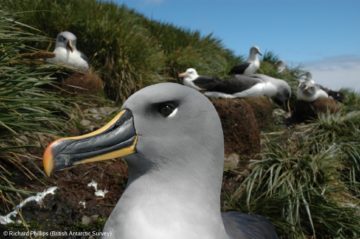 A flock of seagulls standing next to a body of water.