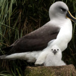 Grey-headed Albatross with chick
