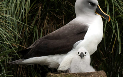 Grey-headed Albatross with chick