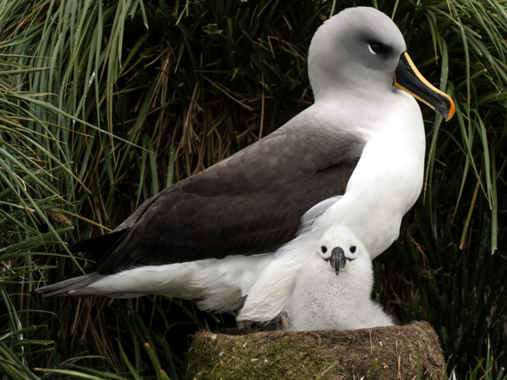 Grey-headed Albatross with chick