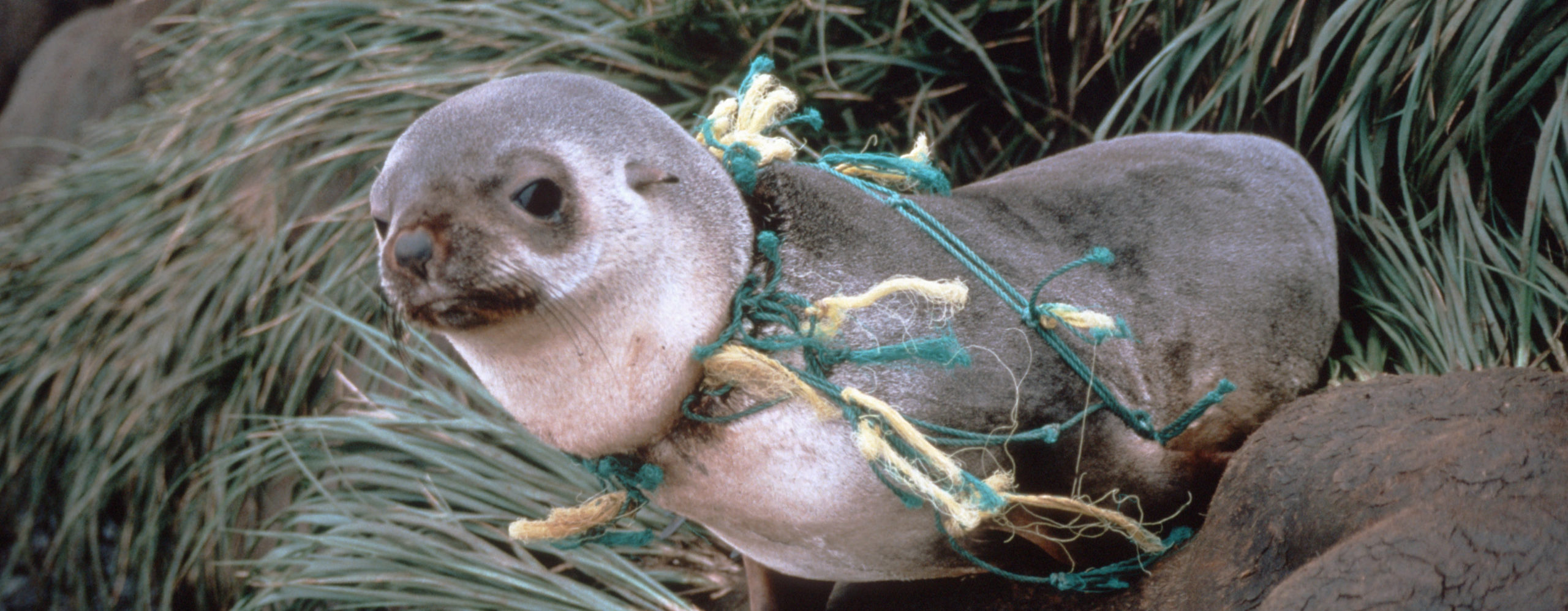 A bird sitting on top of a pile of hay.