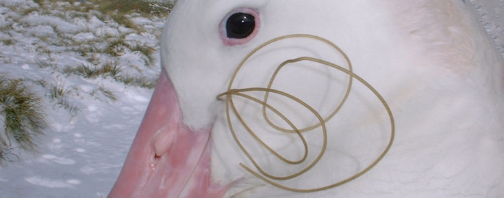 Wandering Albatross with hook and monofilament line, found at a nest site in BIrd Island, South Georgia