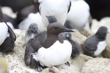 A flock of birds sitting on top of a penguin.
