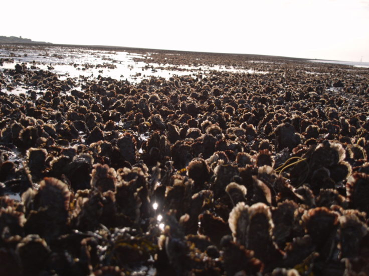 A beach covered in marine plants