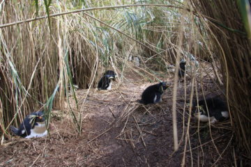 A bird standing on a dry grass field.