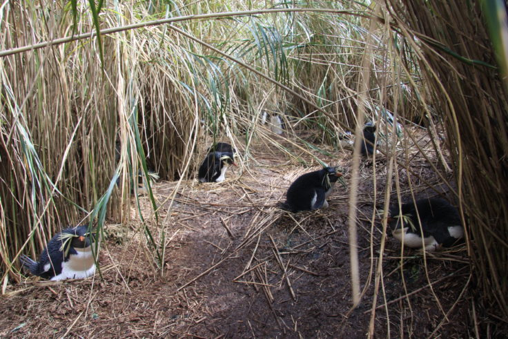 A bird standing on a dry grass field.