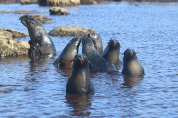 A flock of seagulls are swimming in a body of water.