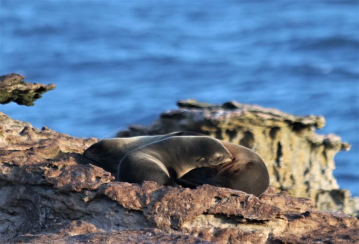 A seal on a rock next to a body of water.