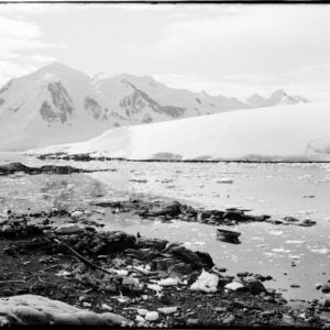 A flock of seagulls standing on a snow covered mountain.