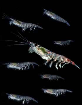 Antarctic krill take refuge from climate change