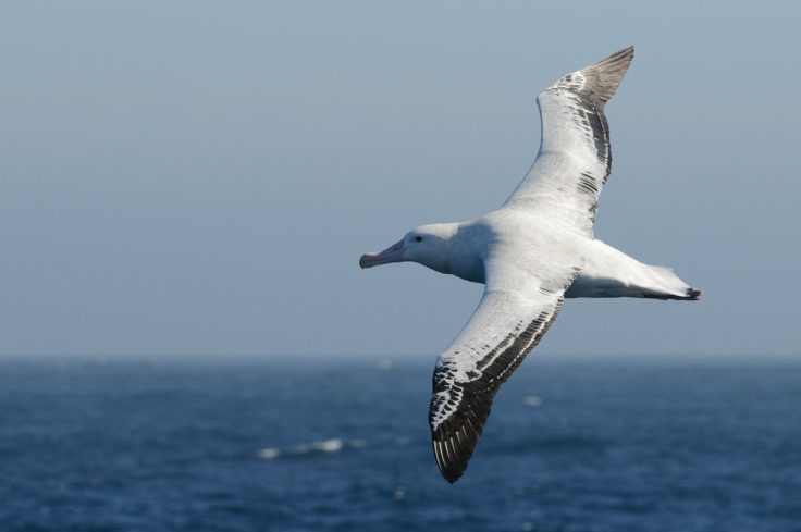 A bird flying over a body of water.