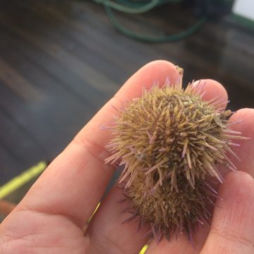 A hand holding a fruit.