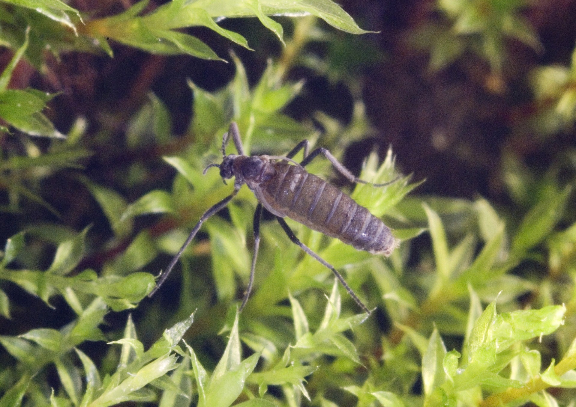 A small bird on a branch.