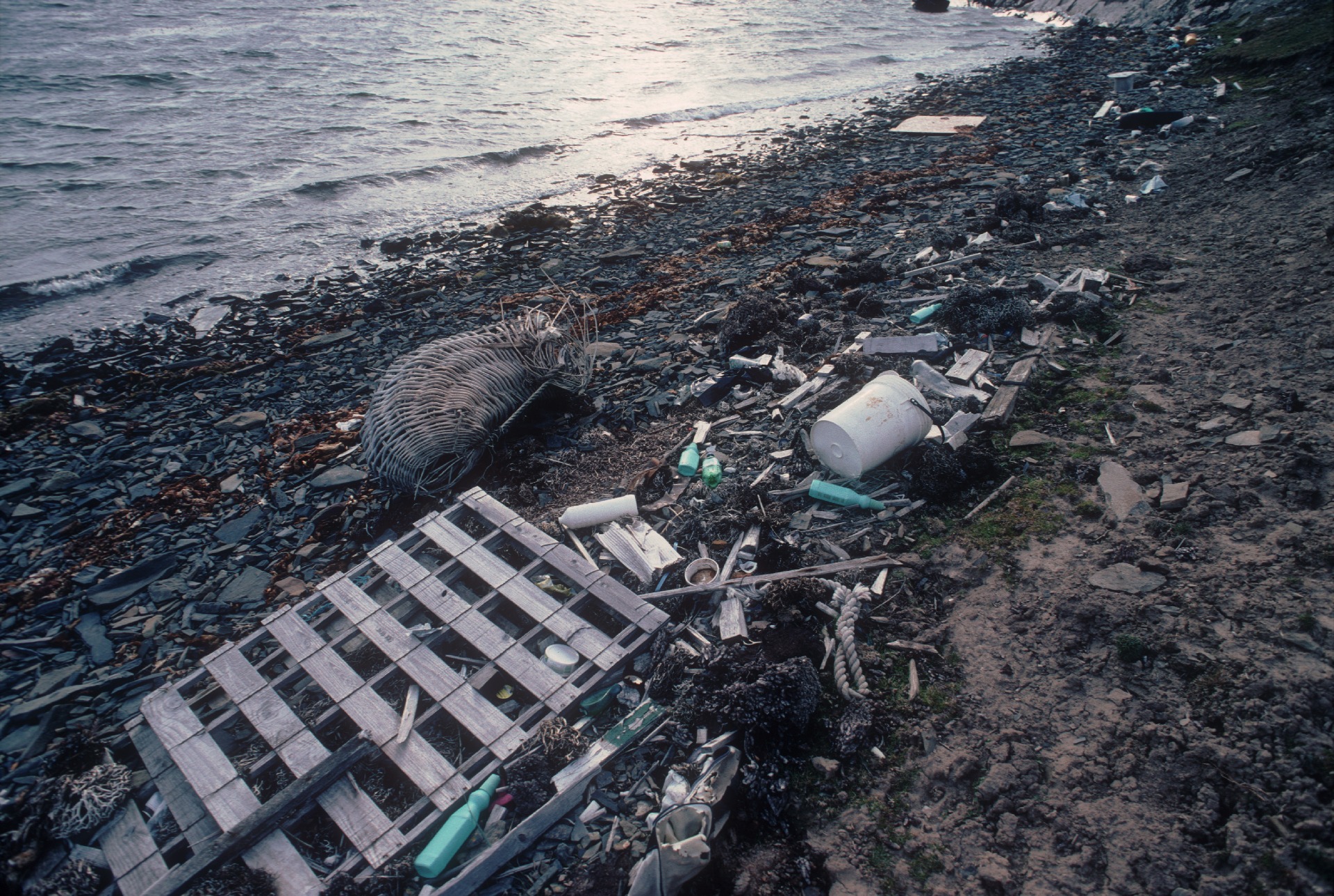 A bird sitting on top of a sandy beach.