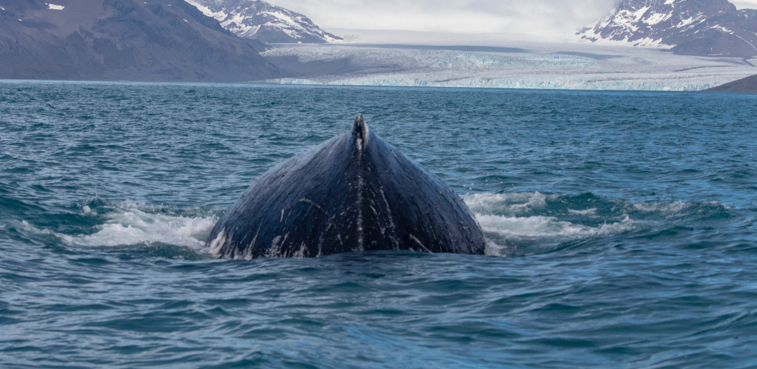 Humpback Whale