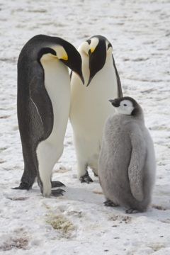 Penguins and climate change