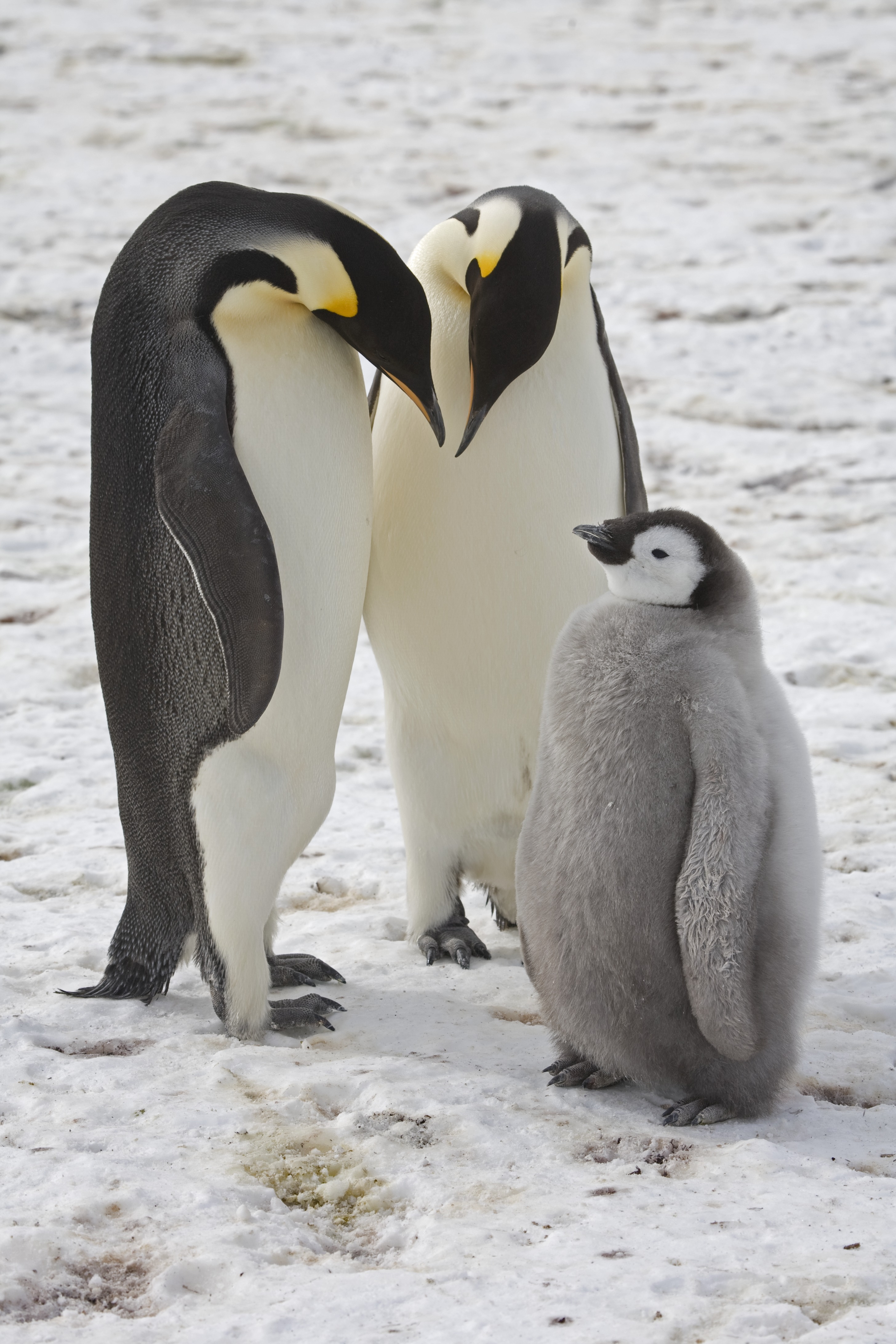 Penguins and climate change - British Antarctic Survey