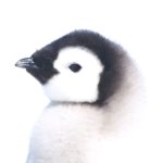 A penguin chick