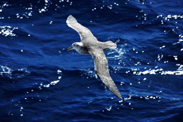 A bird flying over a body of water.