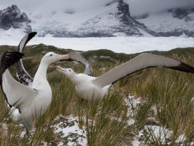 Wandering albatrosses displaying