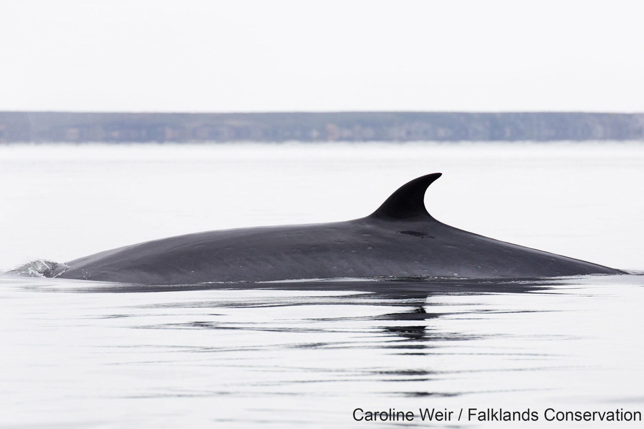 Stranded whales detected from space - British Antarctic Survey