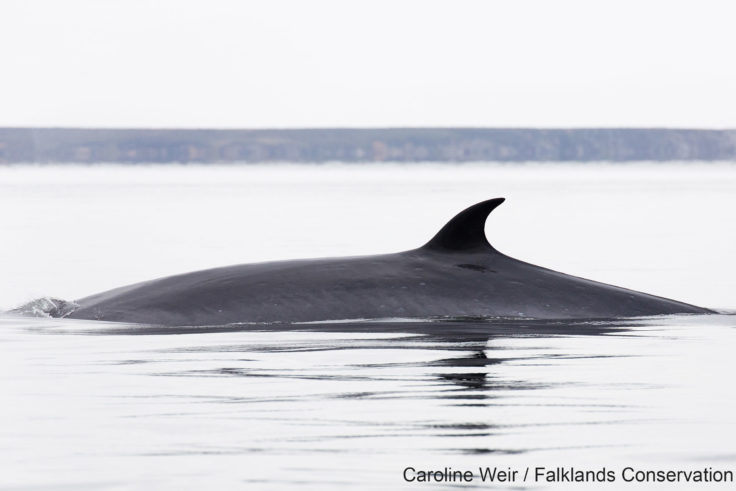 Photo of a Sei Whale in the ocean