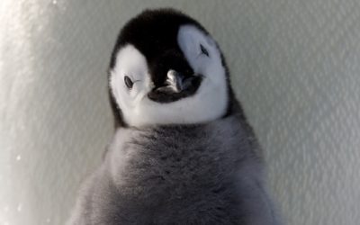 A close up of a penguin.