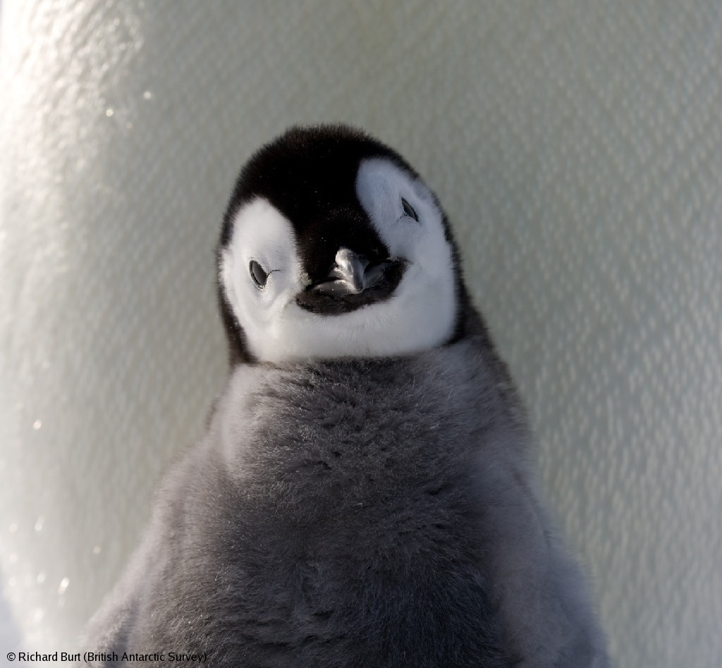 A close up of a penguin.