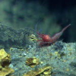 A close up of an animal.