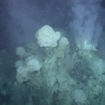 A coral in the snow.