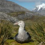 A bird standing in front of a mountain.