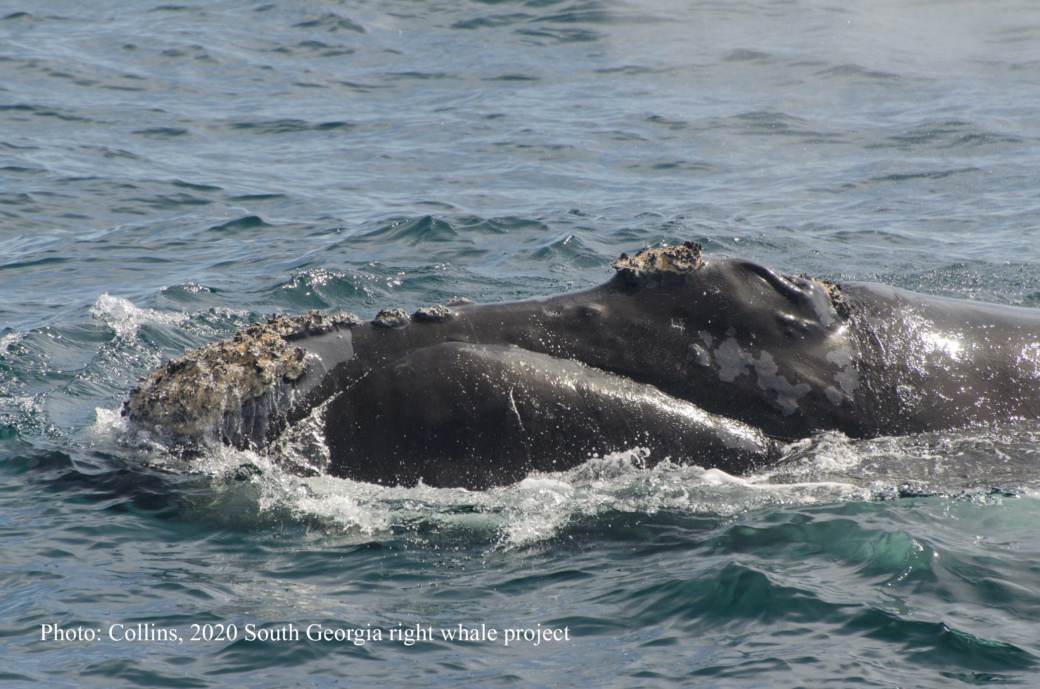 Southern right whale