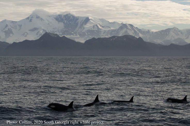 Killer whales, South Georgia