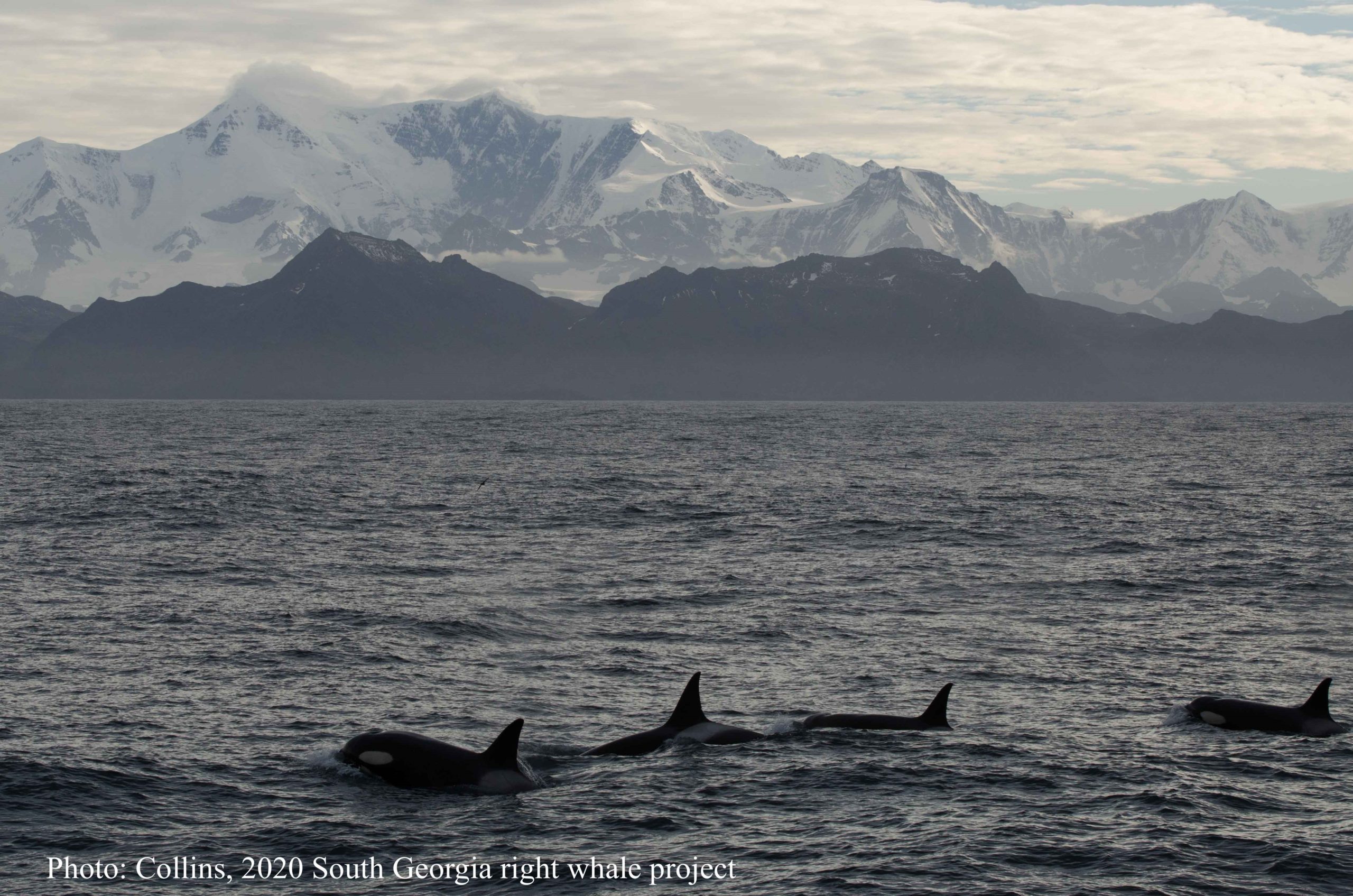 Killer whales, South Georgia