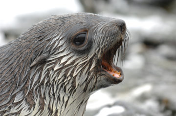 A close up of a seal with its mouth open.