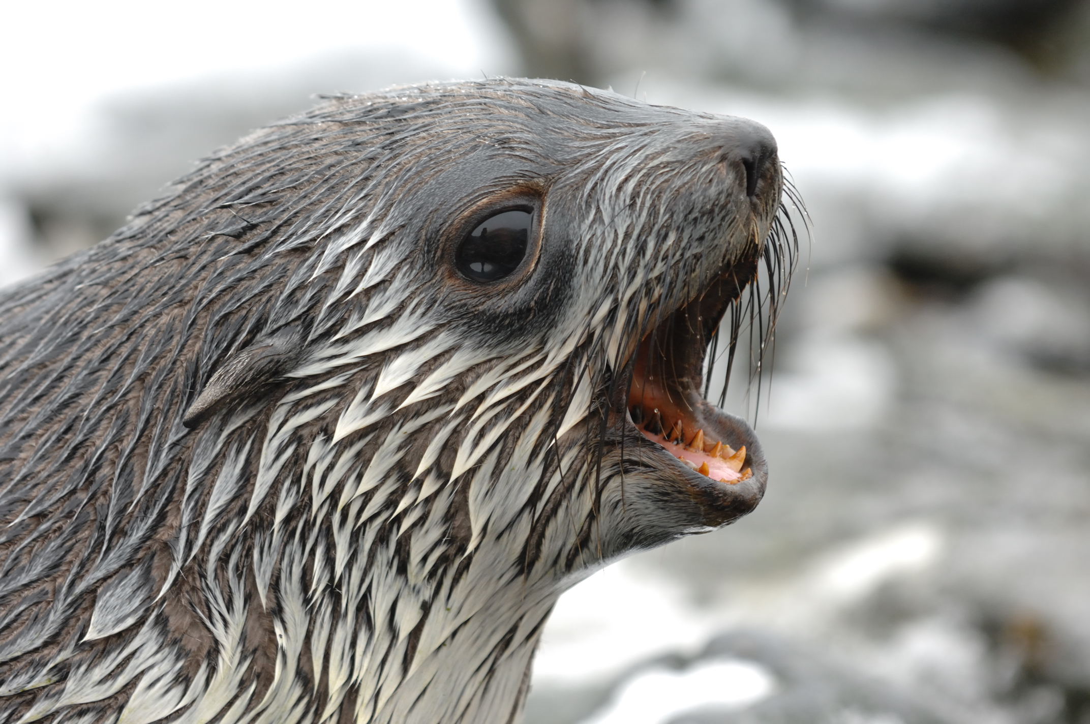 A close up of a seal with its mouth open.